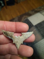 Bat Effigy Raw Ozark Chert 1 5/16" x 2"