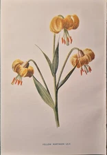 YELLOW MARTAGON LILY Original chromolithograph Hulme Botanical Book plate 1880's