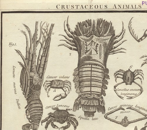 Crustáceos biología marina original Grabado en cobre alrededor de 1790 CANGREJOS zoología biología - Imagen 6 de 6
