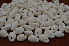 250 PCS DRILLED HOLE WHITE RING TOP COWRIE COWRY SEA SHELL BEADS 1 LB 7919