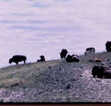 1965 CSKT Bison Range Buffalo Refuge in Charlo Montana Photo Slide Kodak