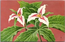 1957 National Wildlife Federation WILDFLOWER Postcard "PAINTED TRILLIUM" Unused