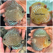 Pack of 4 Discus Fish 3.75  - 4  - Live Fish Aquarium Overnight Shipping