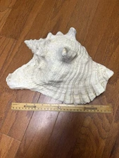 Natural Queen Conch Shell 12” Large Beautiful