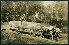 dd Photomontage Exaggeration corn on the cob original 1910s RPPC photo postcard