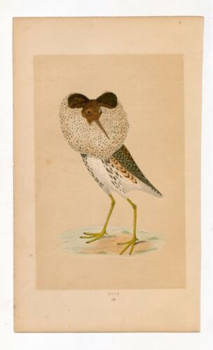 F O Morris, Ruff, 19th Century, Hand-Coloured Woodblock Print - Picture 1 of 1
