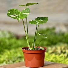 Monstera Thai Constellation Plant Live - Size: 4"