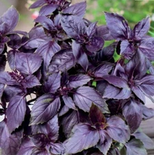 Seeds Basil Purple Fragrant Rare Organic Heirloom Non GMO Ukraine