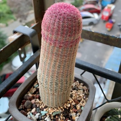 Echinocereus rigidissimus var Beautiful red cactus plant seedgrowth 15cm 
