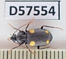 D57554. Insects, Carabidae sp. Vietnam, Cao Bang