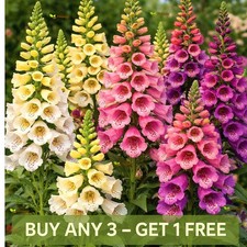 Foxglove Excelsior Mix - 10 000 Seeds - Digitalis Purpurea