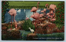 Flamingos Nests Hialeah Park Miami Florida FL Linen Postcard J1G