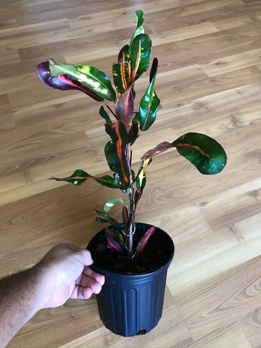 rubber house plant Rubber Plant | Ficus Elastica Abidjan | Buy Plants Online