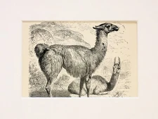 Llama Animal Print - 1893 Mounted Antique Black & White Engraving