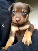 Kelpie In Bowral Area Nsw Dogs Puppies Gumtree Australia Free Local Classifieds