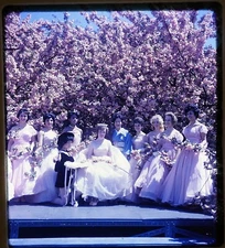 Cherry Blossom Queen & her Court - 1967 Stereo Realist slide #267