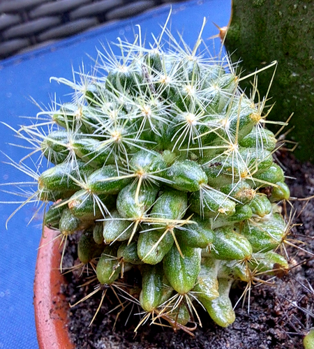 RARE HYBRID COLLECTION *** T.T. EXCLUSIVE !! *** - Picture 8 of 10