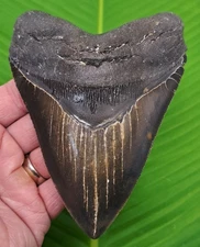 5.32” MEGALODON SHARK TOOTH  Real Fossil No Restorations Sharks Teeth - 10.6 oz