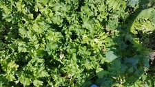 Wooderson Deer Food Plot Mix Radish/Turnip, Legumes, Variety of Clovers 4 lb