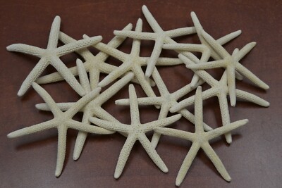 12 PCS BLEACHED WHITE PENCIL FINGER STARFISH STAR SEA SHELL 3'' - 4''