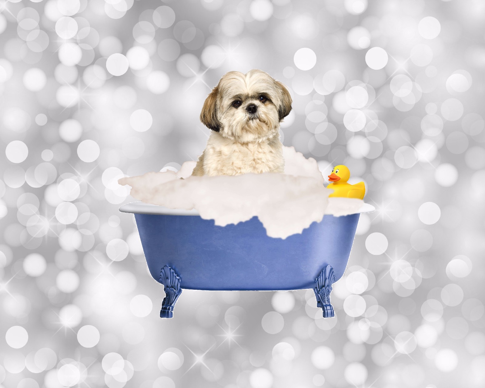 Shih Tzu Dog Bathroom Decor Blue Gray Bath Wall Art Photo Print Picture With Mat For Sale Online