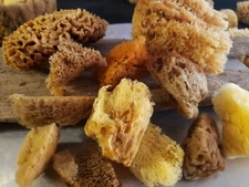 Natural Sea sponge Mix Artist combination pack 12ct