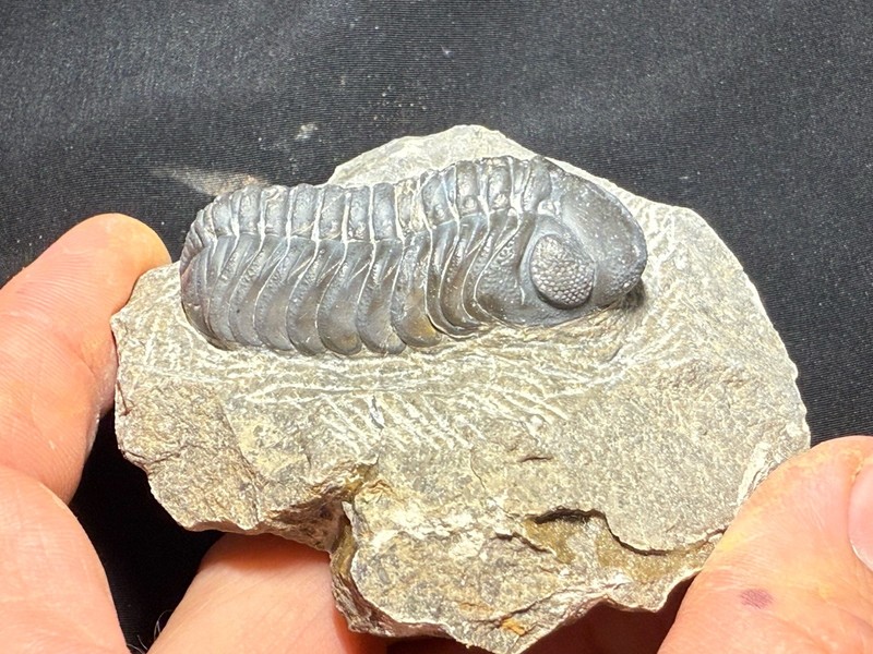 Nice Austerops phacopid  trilobite fossil Devonian of Morocco 