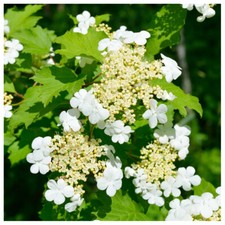 3 Guelder Rose Plants Viburnum Opulus Native Hedging,Flowers & Berries