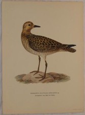 CROMOLITOGRAFIA UCCELLI BIRDS SVENSKA CHARADRIUS APRICARIUS PIVIERE PLOVER 1924