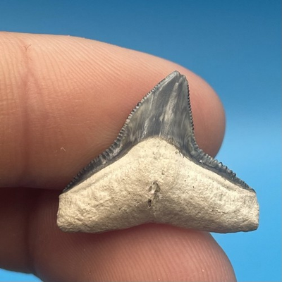 #ad Shark Tooth Fossil Real Bull Shark Tooth Beautiful Florida Fossil .8” $17.99