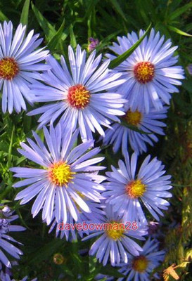 PHOTO  MICHAELMAS DAISY (ASTER LANCEOLATUS X NOVI-BELGII) A LOVELY SPLASH OF COL