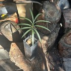 1 Cycas Debaoensis X Panzhihuaensisn Cycad Seedling — photo 1