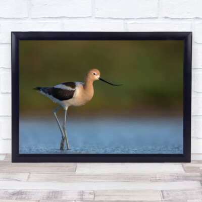 Wildtiere Wild Natur Tier Tiere See Vogel Vögel Bokeh Wasser Wandbild Druck