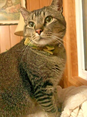 Fabric Cat Collar, Camo Cat With A More Refined Rambo Cat