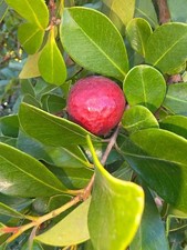 ORGANIC Strawberry Guava Tea Leaves / Hojas de Guayaba Fresa 2 Oz 40 hojas Te