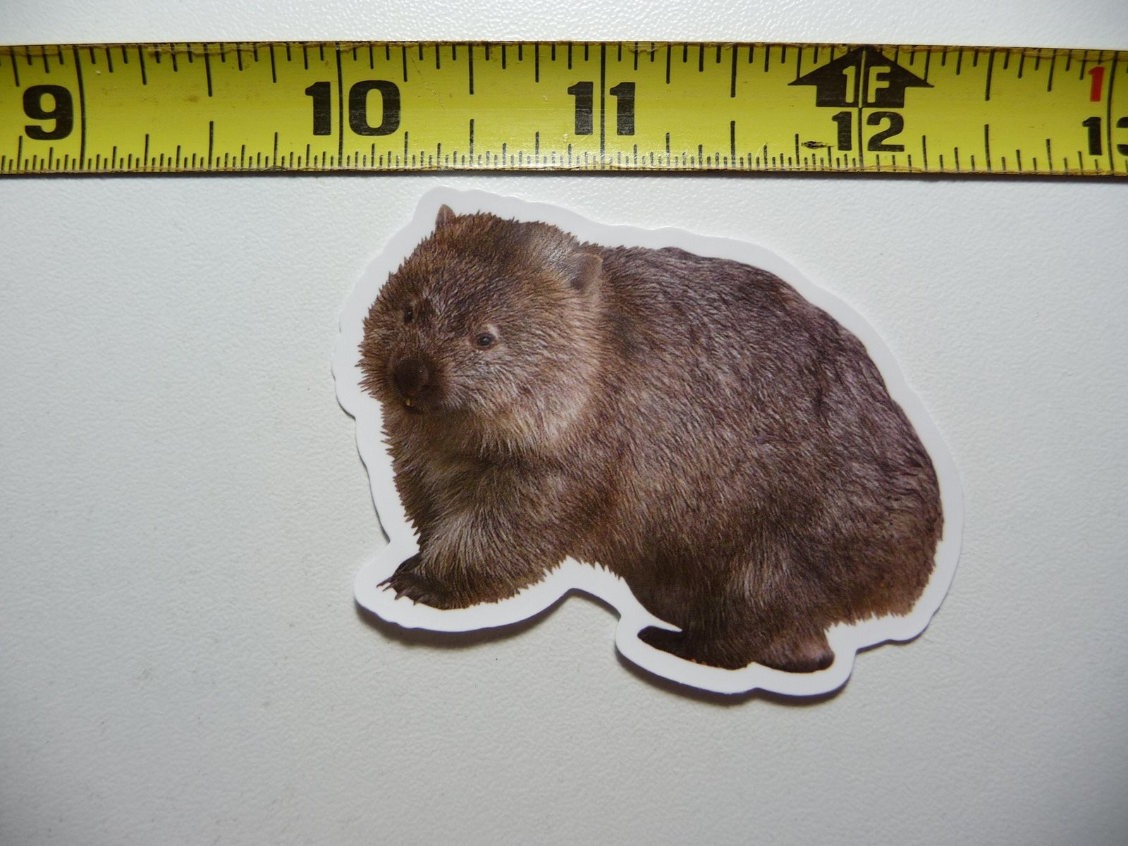 Adorable Baby Wombat Sticker - Australian Wildlife Decal