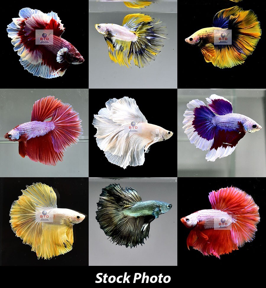 Betta Fish Sale Promotion Fancy HM [Random Pick] Premium Grade from Thailand