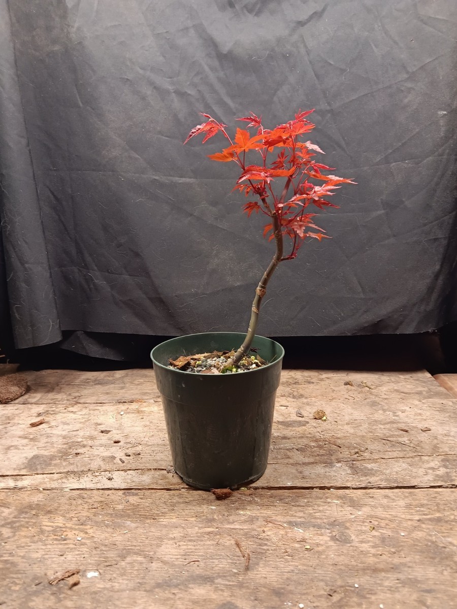 真拍盆栽 10%OFF‼️ Shindeshojo Japanese Maple for Bonsai Not Grafted 5