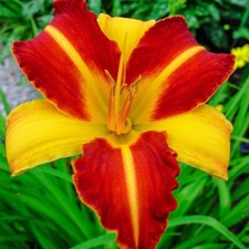 2 - FRANS HALS DAYLILY Live Perennial Flower Bulb Bare Root Plants