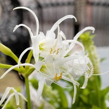 4 x Ismene Festalis Bulbs - Peruvian Daffodil Spider Lily