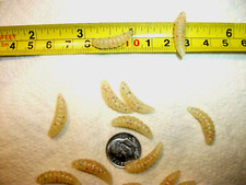 200-7/8"-GLOW-crappie panfish-scent-grub-soft wax worm-jig-maggots-mealies-larva