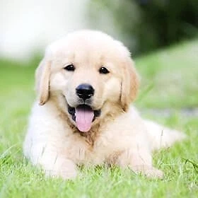 Wanting Golden Retriever Labrador Or German Shepherd Dogs Puppies Gumtree Australia Frankston Area Carrum Downs 1253062561