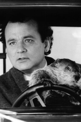 Groundhog Day Bill Murray Driving Truck With Groundhog Classic Comedy ...