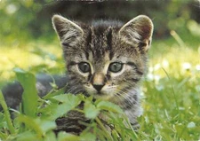 US3942 Junge Hauskatze Cat on Grass Postcard