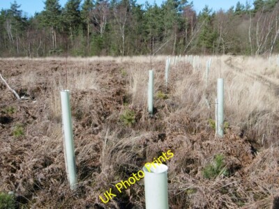 Foto 6x4 Hurn Wald, Setzlinge Grange Nachlass Hartholz Setzlinge gepflanzt a c2015