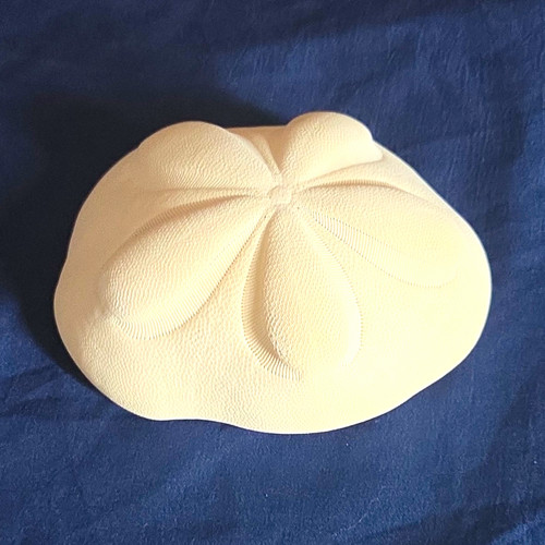 White Sand Dollar Shell Specimen