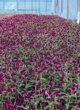 Gomphrena Globosa Qis Series Purple Annual Seeds