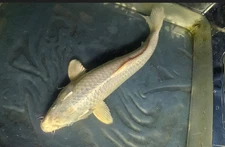 11" PLATINUM OGON (metallic white) Live Koi for Pond, EFP, FREE SHIPPING