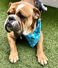 Chilling dogs cute BANDANAS for the collarUSA Made.