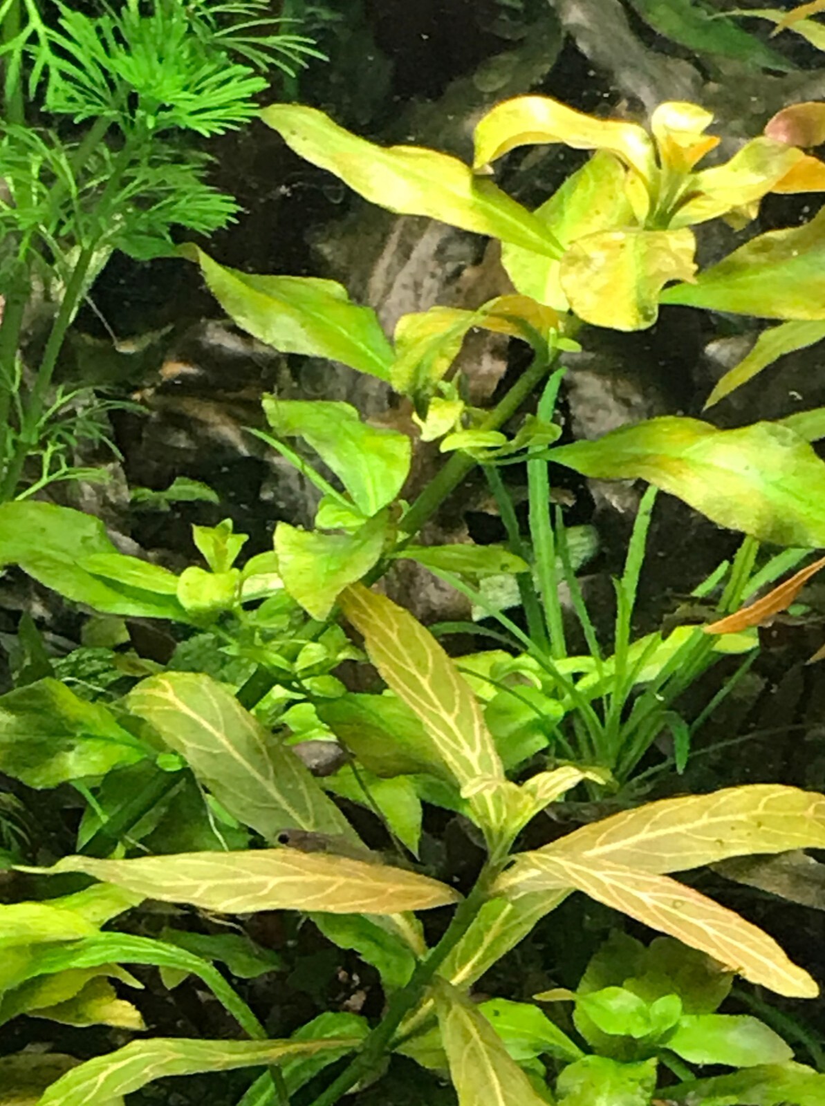 100 x beautiful fastgrowing plants for each aquarium. Undemanding